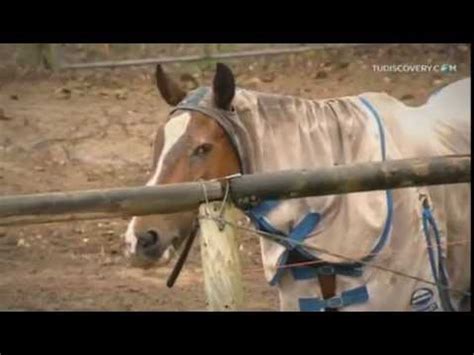 follo culona|Chica se deja follar brutalmente por un pony .